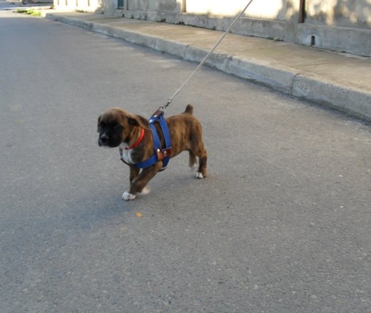 en su primer paseo