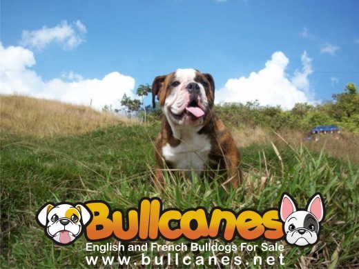 BULLCANES English and French bulldog puppies for Sale
Bulldog Ingles y bulldog frances a la venta!
http://www.bullcanes.net BULLCANES English and French bulldog puppies for Sale
Bulldog Ingles y bulldog frances a la venta!
http://www.bullcanes.net