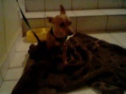 esta es mi perrita la chiquita