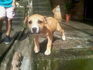 hijo de mi perrita con un caracter ejemplar en crecimiento parece un manto naranja clasico ps eso me dijieron hijo de mi perrita con un caracter ejemplar en crecimiento parece un manto naranja clasico ps eso me dijieron