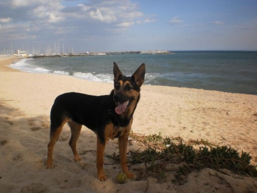 hola soy nuca, estoy con mis dueños desde que tenia 14 dias, me encontraron abandonada en un parking en la montaña, ahora cumplire dos añitos