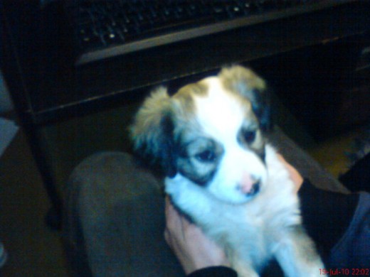 boby mi perro de 2 meses
quiero ver hasta cuando crese mi campeon ;) boby mi perro de 2 meses
quiero ver hasta cuando crese mi campeon ;)