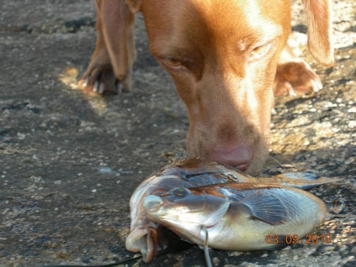 Día de pesca sub.