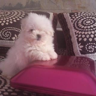 Con 2 meses Con 2 meses