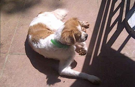 Shippo tomando el Sol *-*