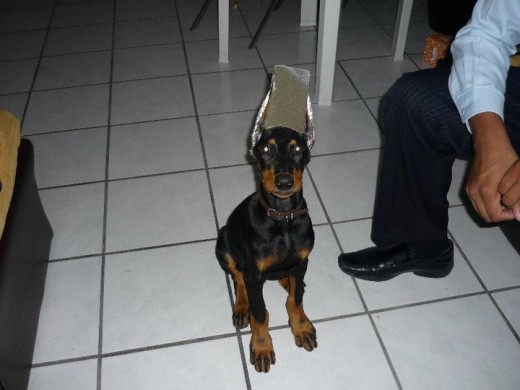 En la foto killer tiene 3 meses cumpliditos y le acababan de cortar las orejas