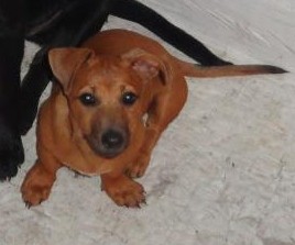 Mi morita dulce, compañera y juguetona Mi morita dulce, compañera y juguetona