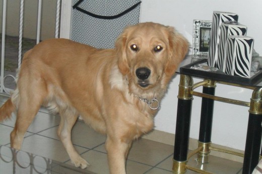ESTE ES MI CHIKITIN ¡¡ BRUNO¡¡ ESTE ES MI CHIKITIN ¡¡ BRUNO¡¡