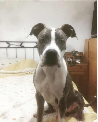 Mi precioso cachorrito Mi precioso cachorrito