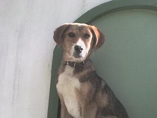 me llamo botana tengo 1 año soy embra y vivo en veracruz me llamo botana tengo 1 año soy embra y vivo en veracruz