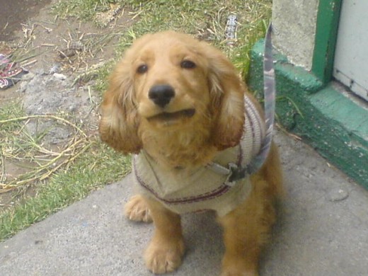 MOSTRANDO SU MEJOR POSE, PARA OBTENER ALGO MOSTRANDO SU MEJOR POSE, PARA OBTENER ALGO