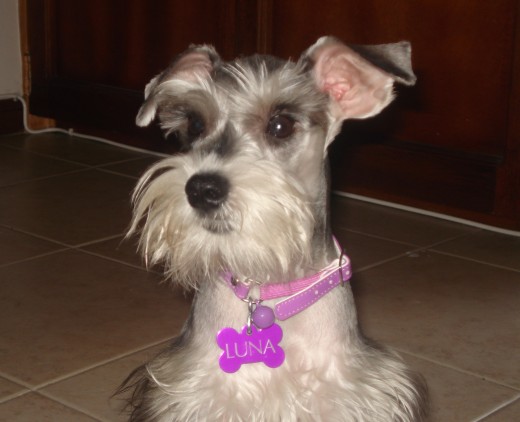 con su colaar hermoso