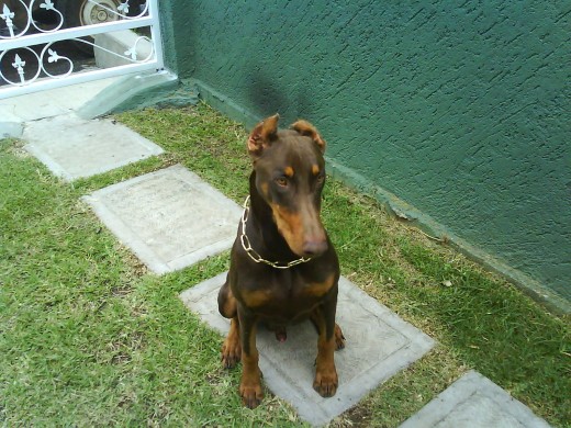 LUGERCITO DE 7 MESES LUGERCITO DE 7 MESES