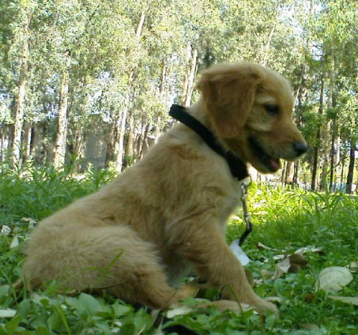 biby es una niña muy cariñosa y juguetona .. le gusta mucho el cesped...y salir a pasear ..