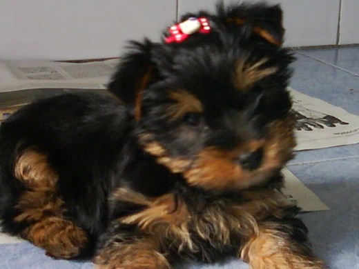 Greta