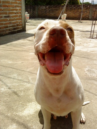 esta es moly es una apt muy lokita