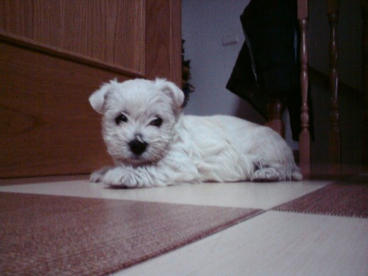 Sury con solo 2 meses