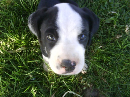 mestiza de boxer , un amor de cachorrito mestiza de boxer , un amor de cachorrito