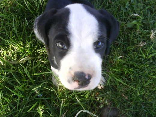 mestiza de boxer , un amor de cachorrito