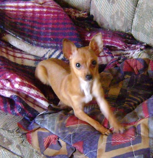 Mily es la mas linda beba que tengo y espero este conmigo mucho tiempo. Mily es la mas linda beba que tengo y espero este conmigo mucho tiempo.