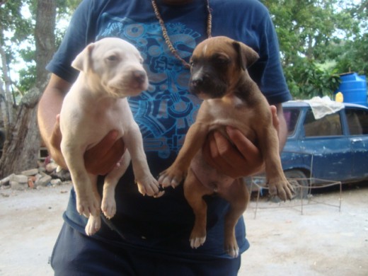ps ahi estan mis dos perritos pienso poner un criadero y ps ellos serian unos de mis sementales 
