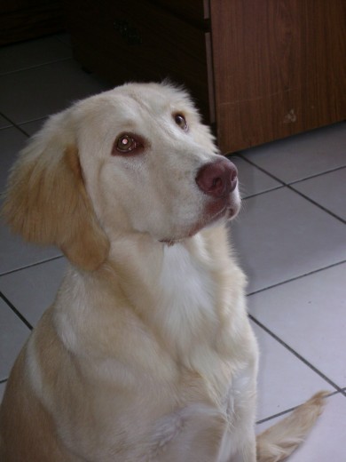 mi hermosa damita