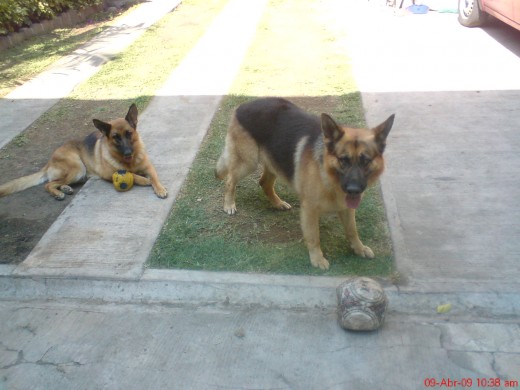 Laika y  lukas¡¡