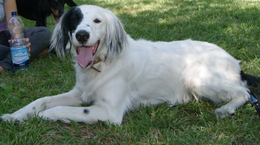 Sol, mi gordo blanco
