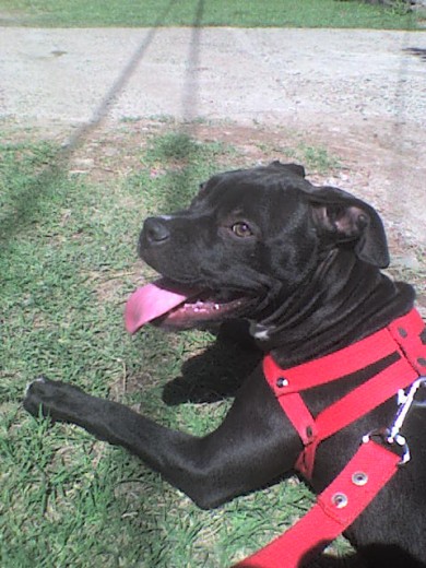 esta perra es pitbull que alguien me ayude me entro esa duda porq mi primo me dijo que tiene patas largas por ser pitt comenten porfis esta perra es pitbull que alguien me ayude me entro esa duda porq mi primo me dijo que tiene patas largas por ser pitt comenten porfis