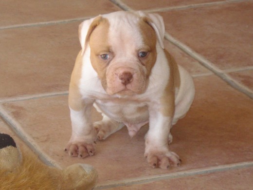 american bulldog.  hijo  de  billy bulldog mufoxy