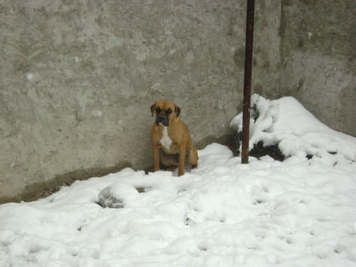 le gusta jugar en la nieve..!!! le gusta jugar en la nieve..!!!