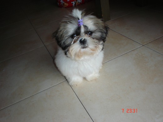 esta es Kira, la nueva niña mimada d la casa esta es Kira, la nueva niña mimada d la casa