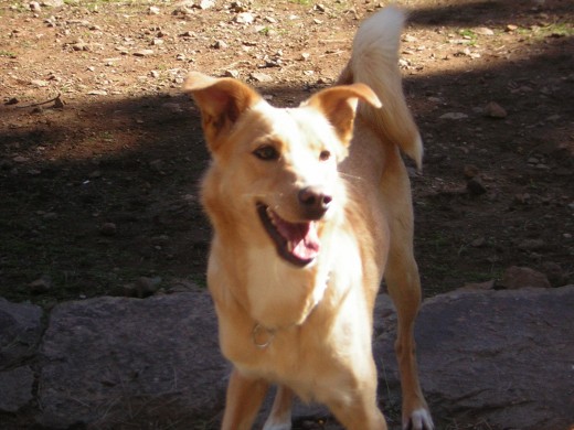 yara es meztiza de podenco andaluz y labrador . es una de las pocas perras que ha corrido con la suerte de ser adoptada en un refujio de animales...
es muy inteligente y tremendamente agil 