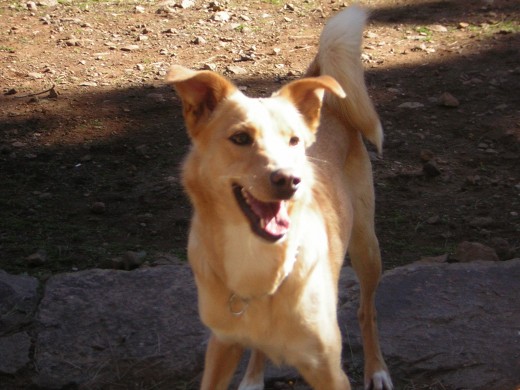 yara es meztiza de podenco andaluz y labrador . es una de las pocas perras que ha corrido con la suerte de ser adoptada en un refujio de animales...
es muy inteligente y tremendamente agil yara es meztiza de podenco andaluz y labrador . es una de las pocas perras que ha corrido con la suerte de ser adoptada en un refujio de animales...
es muy inteligente y tremendamente agil