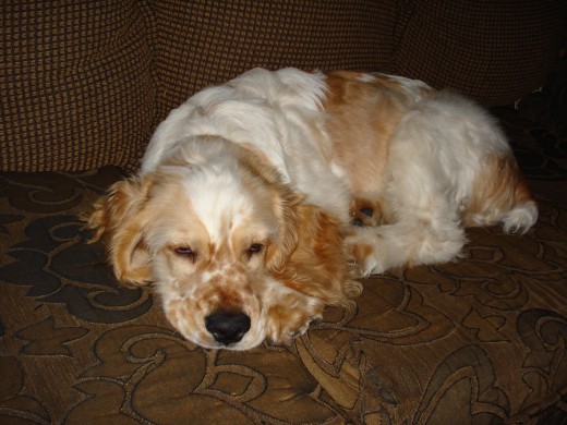 Hola a todos mis amigos de perros.com