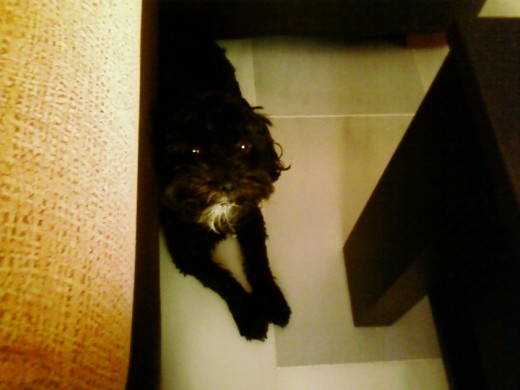 Chispy al fresquito del mármol