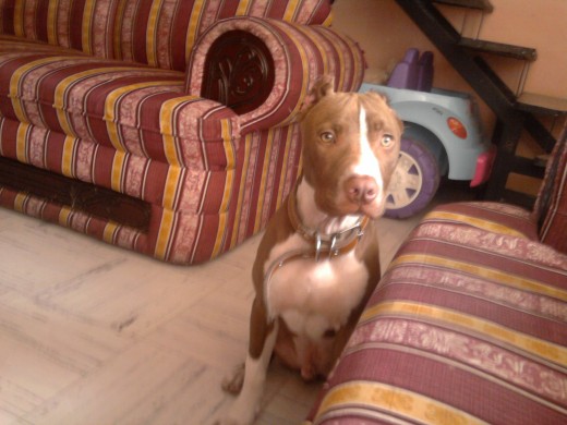 este es mi perro tauro diganme si es bonito perro este es mi perro tauro diganme si es bonito perro