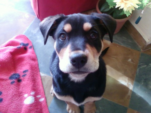 hola a todos! esta soy yo!!!! me dijeron que mi mama era una rottwailer pura pero que no saben quien era mi papa!!!!! asique soy una mestiza muy muy guapa!!!!!!
