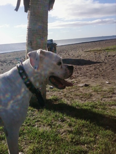 Mi perra en uno de sus lugares favoritos la playa