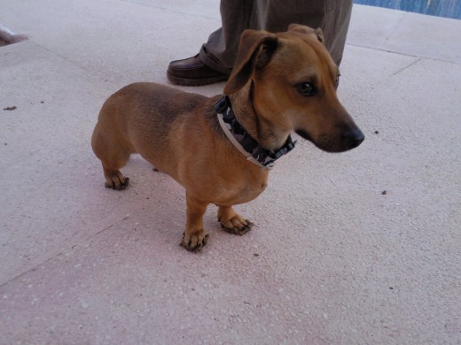 El perro con pies de barro y cara de circunstancia