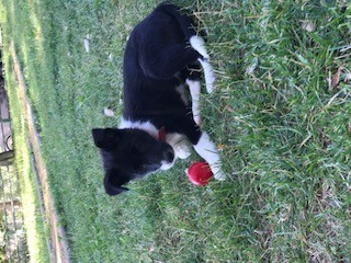 O recoger mi pelota 