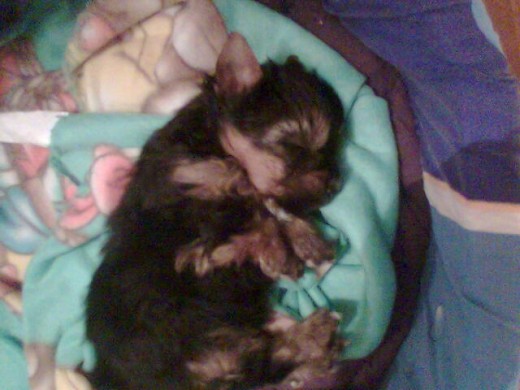 esta dormida 