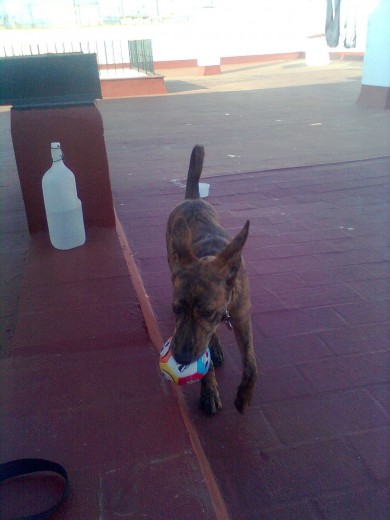 Nova feliz con su pelota