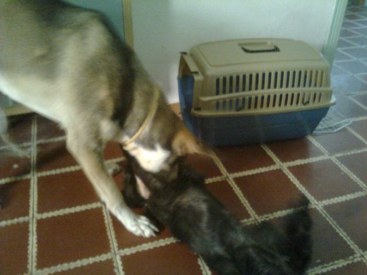 Odín haciéndole cosquillas a Dory mordisqueandola.