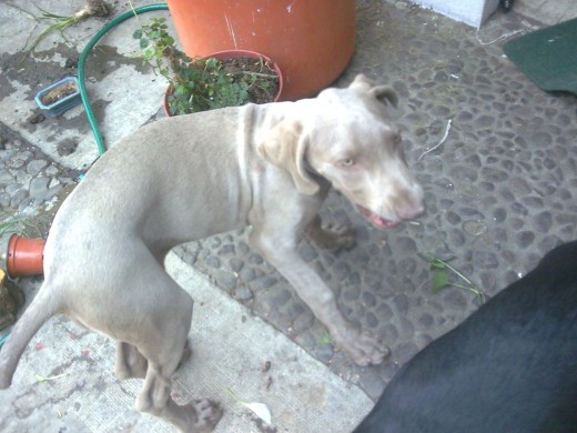 esta bostezando ooops!! esta bostezando ooops!!