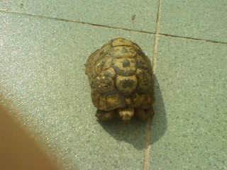 este es kuki mi tortuga de tierra de mi tierra melilla, come de todo tendra unos 18 años mas o menos.