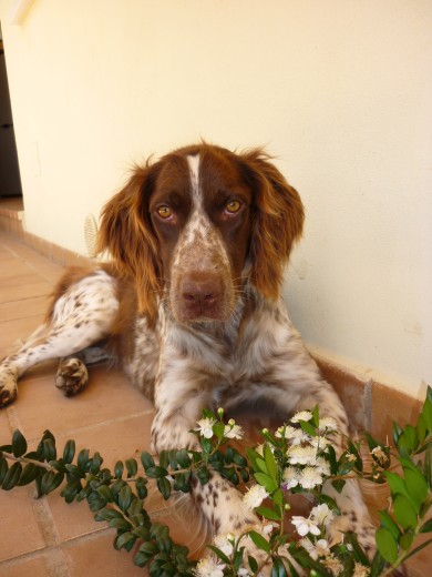 mi dueña esta aburrida y me toma como modelo... ya es primavera!!