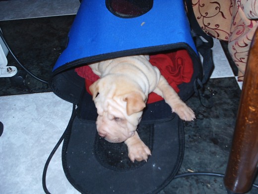 recien traido con 2 meses