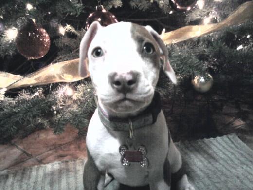 Con su arbol de navidad