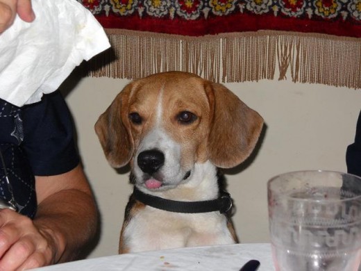 el Lucky en fiesta de navidad intentando comer algo de carne.. que al final se subio en la mesa por culpa de una silla que quedo afuera de la mesa el Lucky en fiesta de navidad intentando comer algo de carne.. que al final se subio en la mesa por culpa de una silla que quedo afuera de la mesa